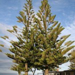 Norfolk Pine i Kaikoura