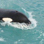 Fantastisk späckhuggare i Kaikoura