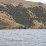 Gott om sjöfågel i Akaroa Harbour