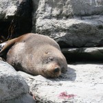 Per snubblade nästan över en sovande säl i Kaikoura