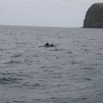 Tyvärr kom vi inte närmare en Hectors delfin än så här i Akaroa Harbour Nya Zeeland