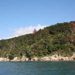 Döda träd i naturreservatet Abel Tasman